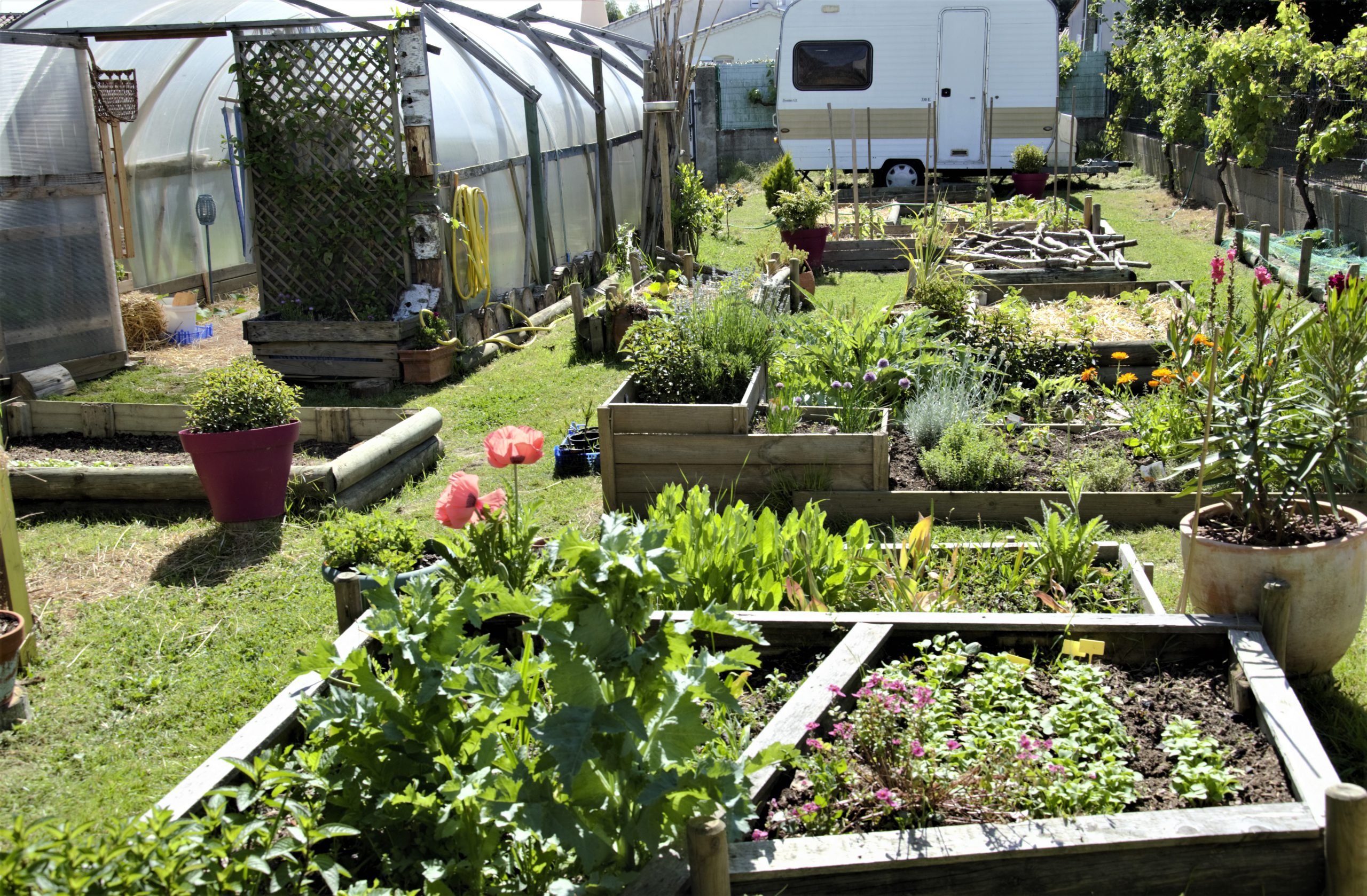 Carrés potagers - Association Bota sapiens