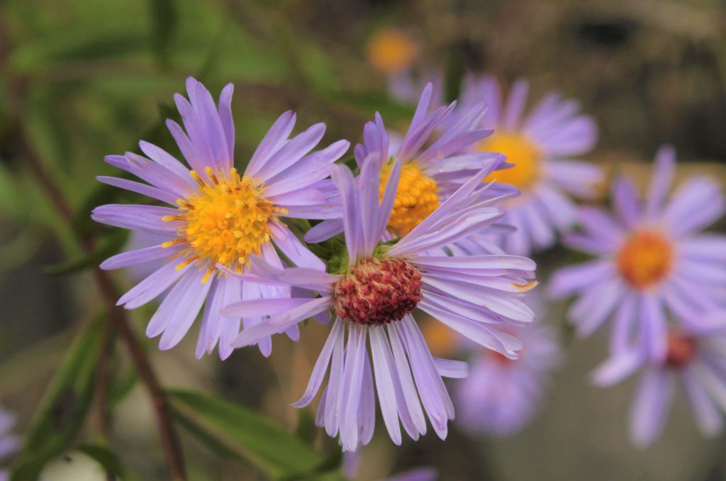 Aster sp.
